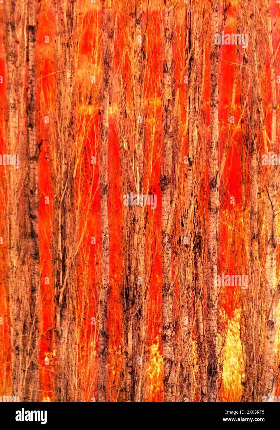 Primo piano della vivace corteccia rossa-arancione di un pioppo, caratteristica del paesaggio di coltivazione del vimini a Canamares, Cuenca, Spagna Foto Stock