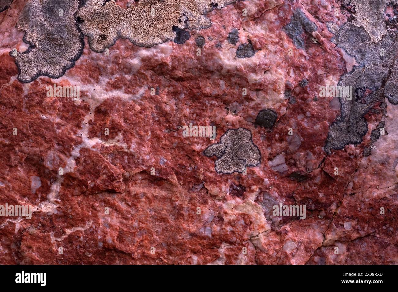 Foto macro di un campione geologico con silice e roccia di quarzo infuso con impressionanti formazioni di nichel, che mostrano una splendida superficie ruvida Foto Stock