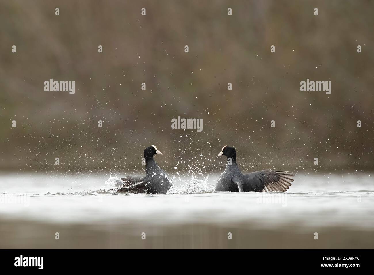 Due covi catturarono a metà lotta, spruzzando acqua intorno mentre si impegnavano in un confronto territoriale Foto Stock