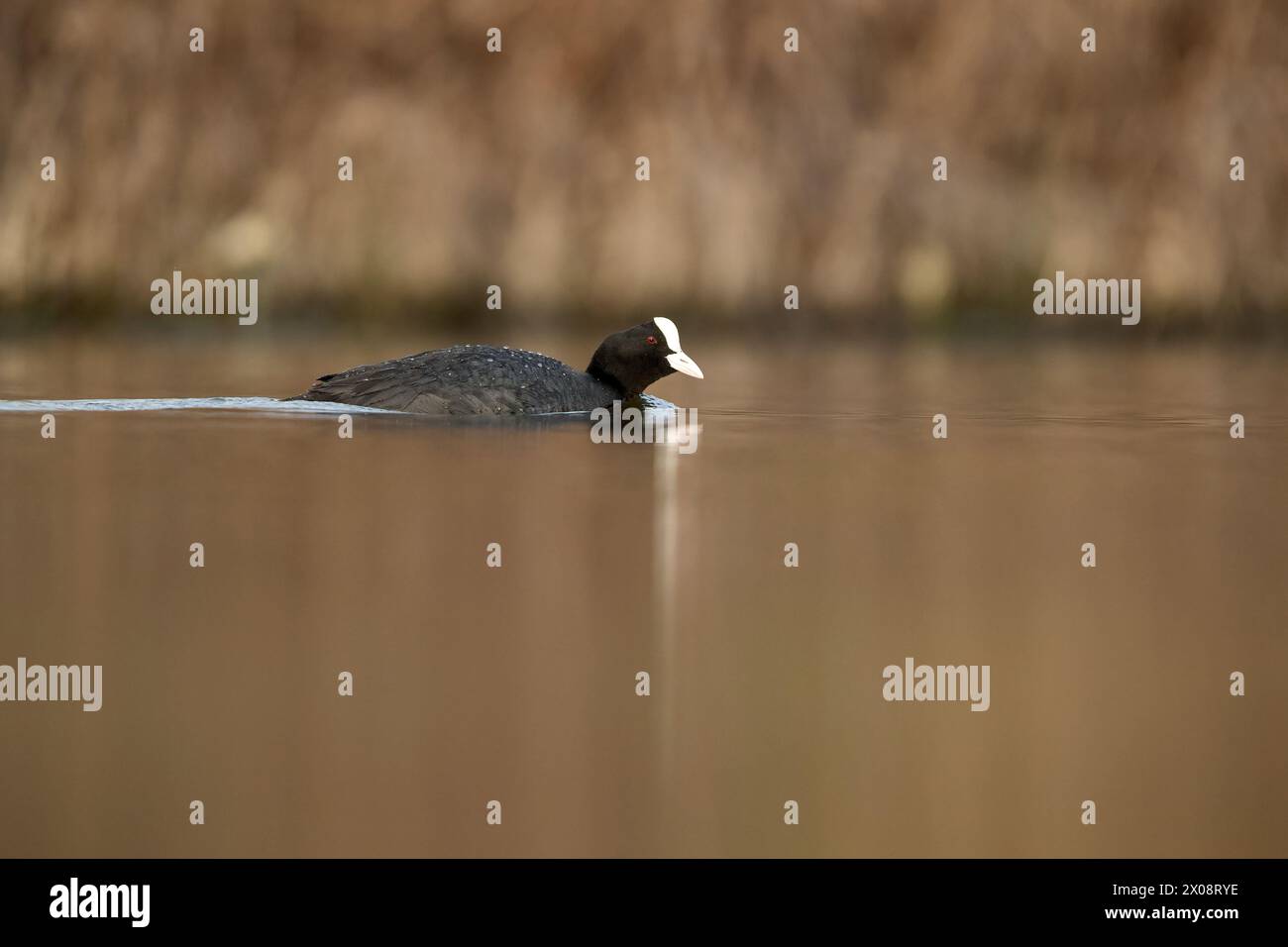 Una Coot eurasiatica scivola pacificamente attraverso l'acqua calma con il suo caratteristico becco bianco Foto Stock