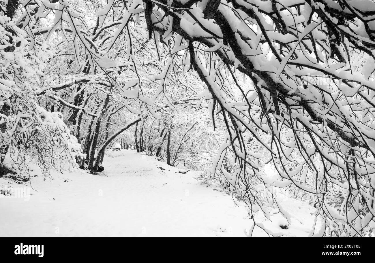 foresta mediterranea sotto la neve di bosque mediterraneo bajo la nevada Foto Stock