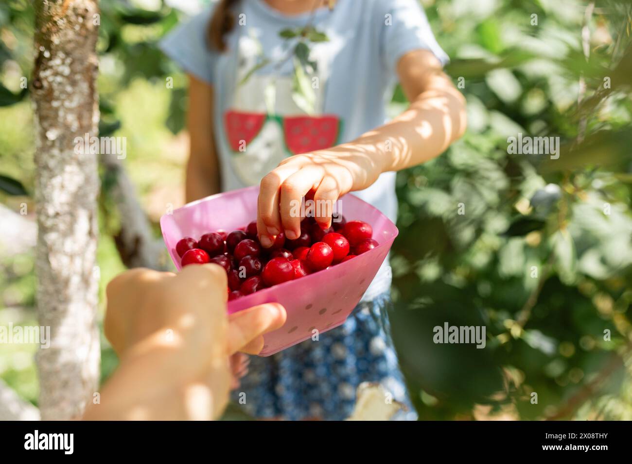 Primo piano della mano di un bambino che seleziona ciliegie rosse mature da collocare in una ciotola rosa durante una giornata di sole di raccolta della frutta nel frutteto Foto Stock