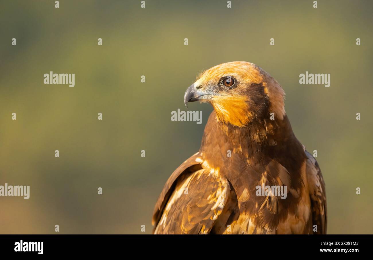 Maestoso rapace marrone catturato su un morbido sfondo verde nei campi di Lleida Foto Stock