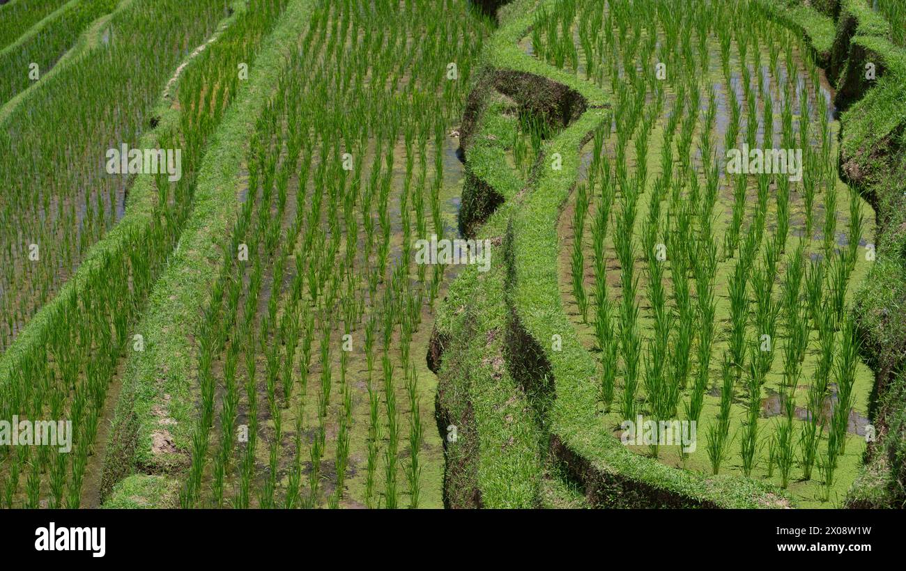 Lussureggianti terrazze di riso verdi creano intricati motivi nella campagna di Bali, mostrando la bellezza agricola Foto Stock