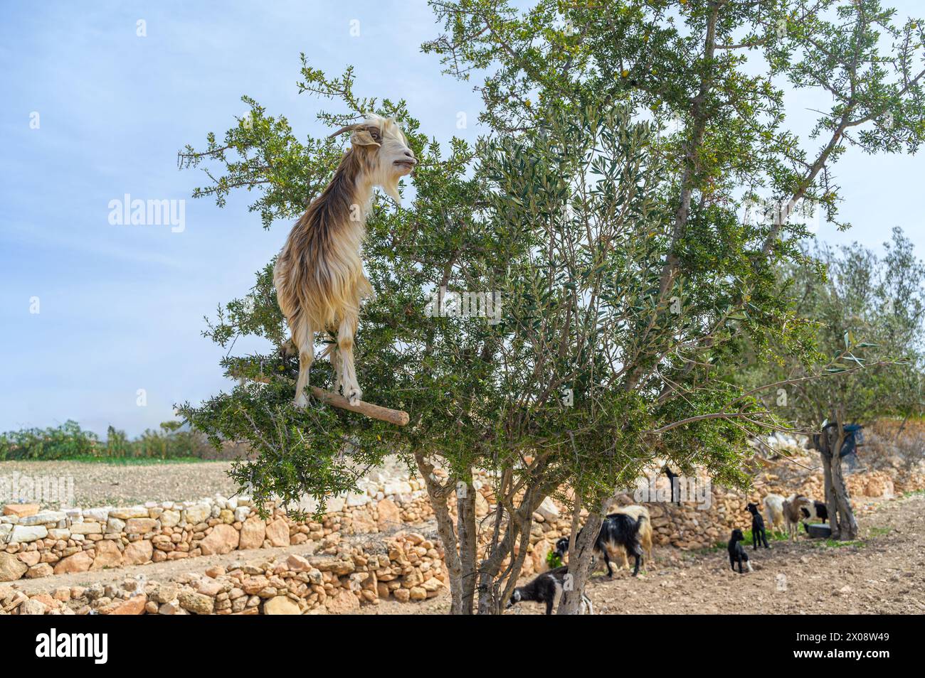 Una vista unica di capre arroccate in alto in un albero di argan con un tradizionale muro di pietra e paesaggio marocchino sullo sfondo Foto Stock