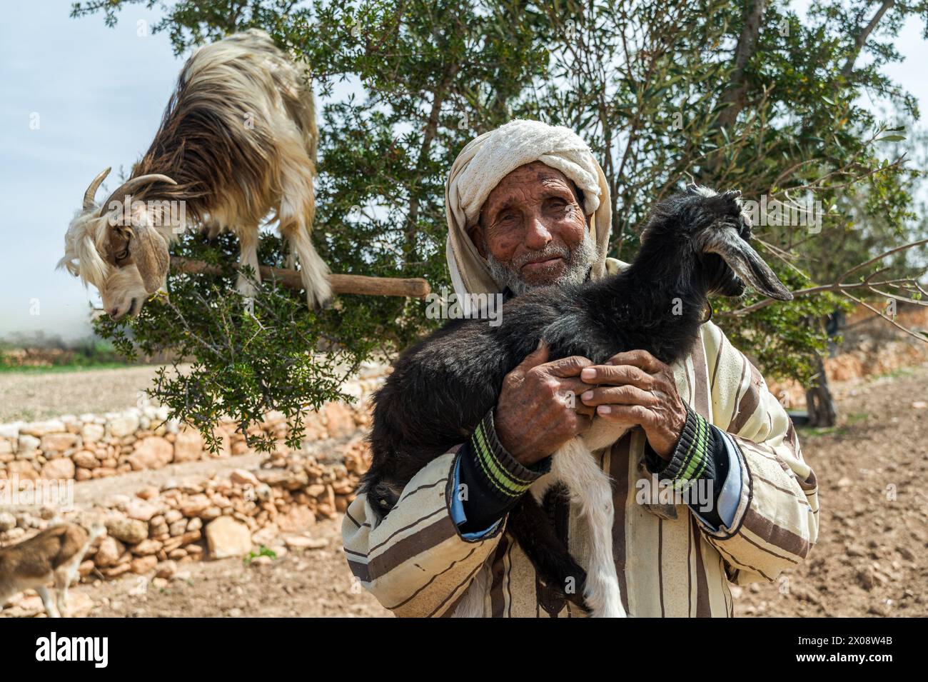 Uomo marocchino anziano in abito tradizionale che tiene in mano una capra con un'altra capra arroccata sopra un albero Foto Stock