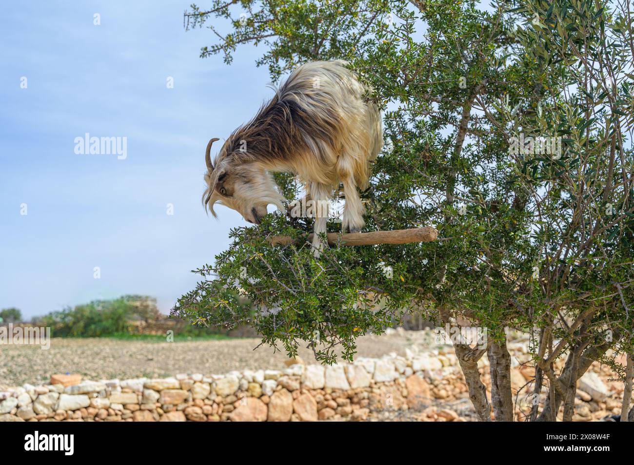 Una capra appollaiata in cima a un albero nei paesaggi unici del Marocco, mostrando la fauna locale e un comportamento intrigante Foto Stock