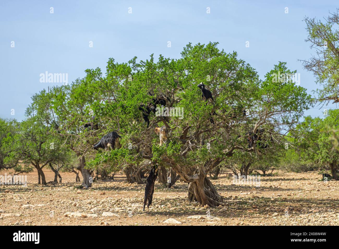 Capre marocchine arroccate in lussureggianti alberi di argan contro un cielo azzurro, che mostrano le pratiche agricole uniche nella campagna del Marocco Foto Stock