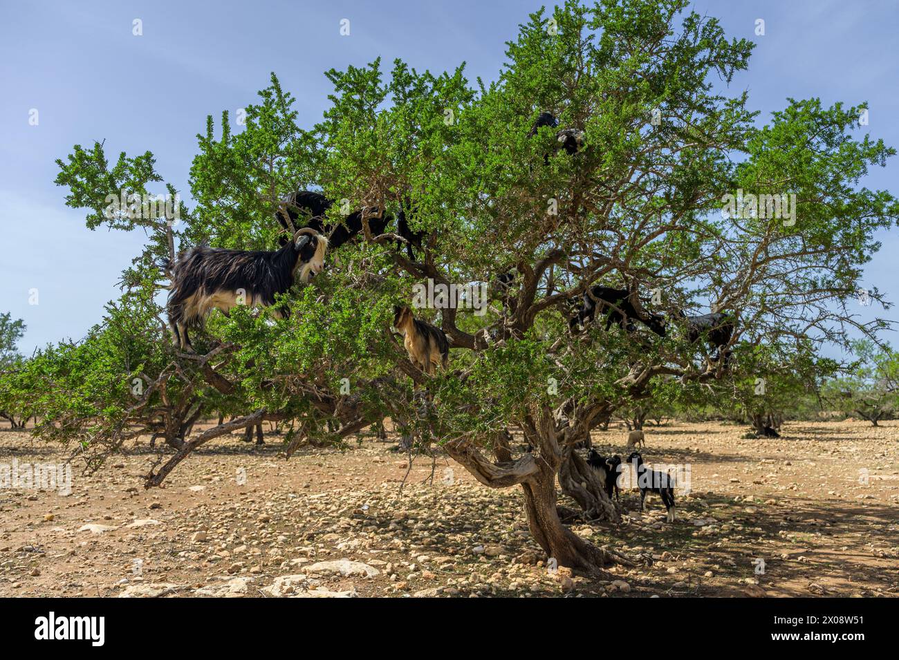 Le capre si appollaiano agevolmente nei rami noiosi di un albero in Marocco, mostrando un comportamento animale unico in un paesaggio asciutto Foto Stock