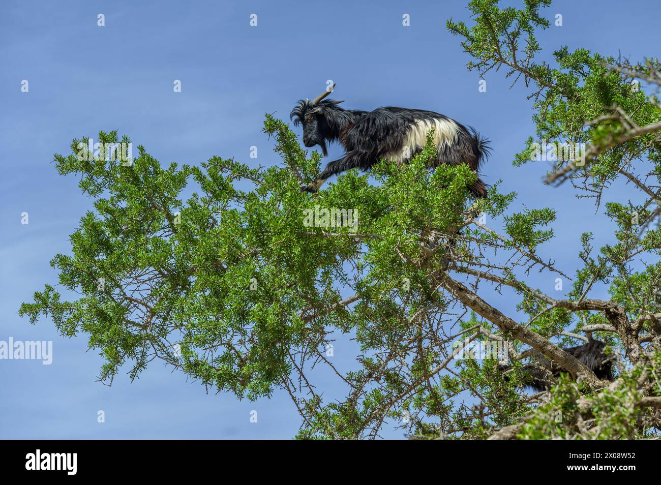 Capra bianca e nera sapientemente arroccata sui rami verdi di un albero di argan sotto il cielo blu del Marocco Foto Stock