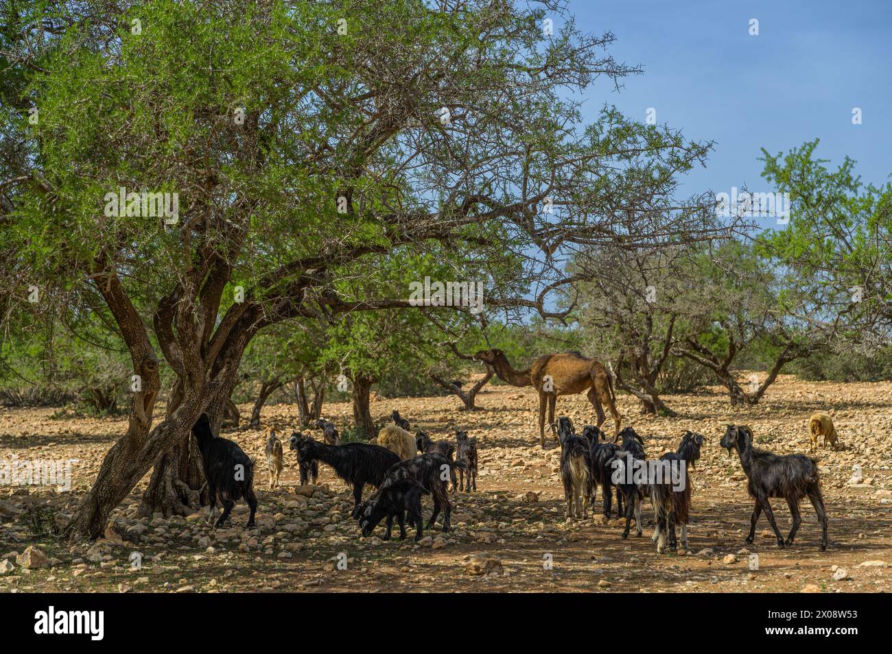 Capre che pascolano sotto gli alberi con un cammello sullo sfondo in una giornata di sole in Marocco Foto Stock