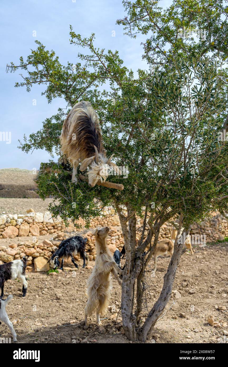 Una scena unica con capre che si arrampicano e si ergono sui rami di un albero di argan nel Marocco rurale, mostrando la loro adattabilità e il loro comportamento di foraggiamento Foto Stock