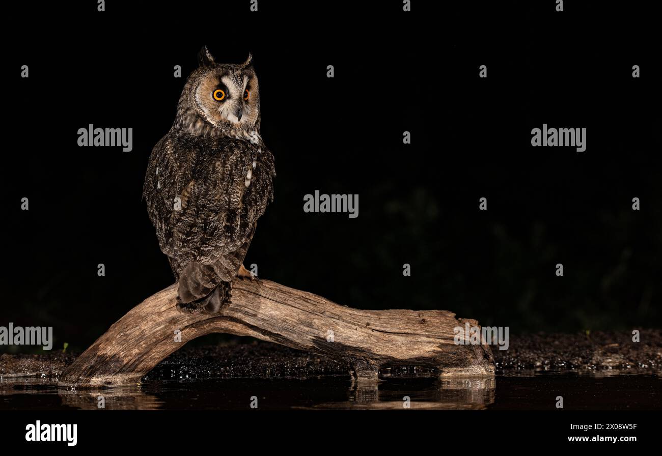 Un gufo maestoso arroccato su un ramo curvo di notte, i suoi occhi intensi brillano sullo sfondo scuro Foto Stock