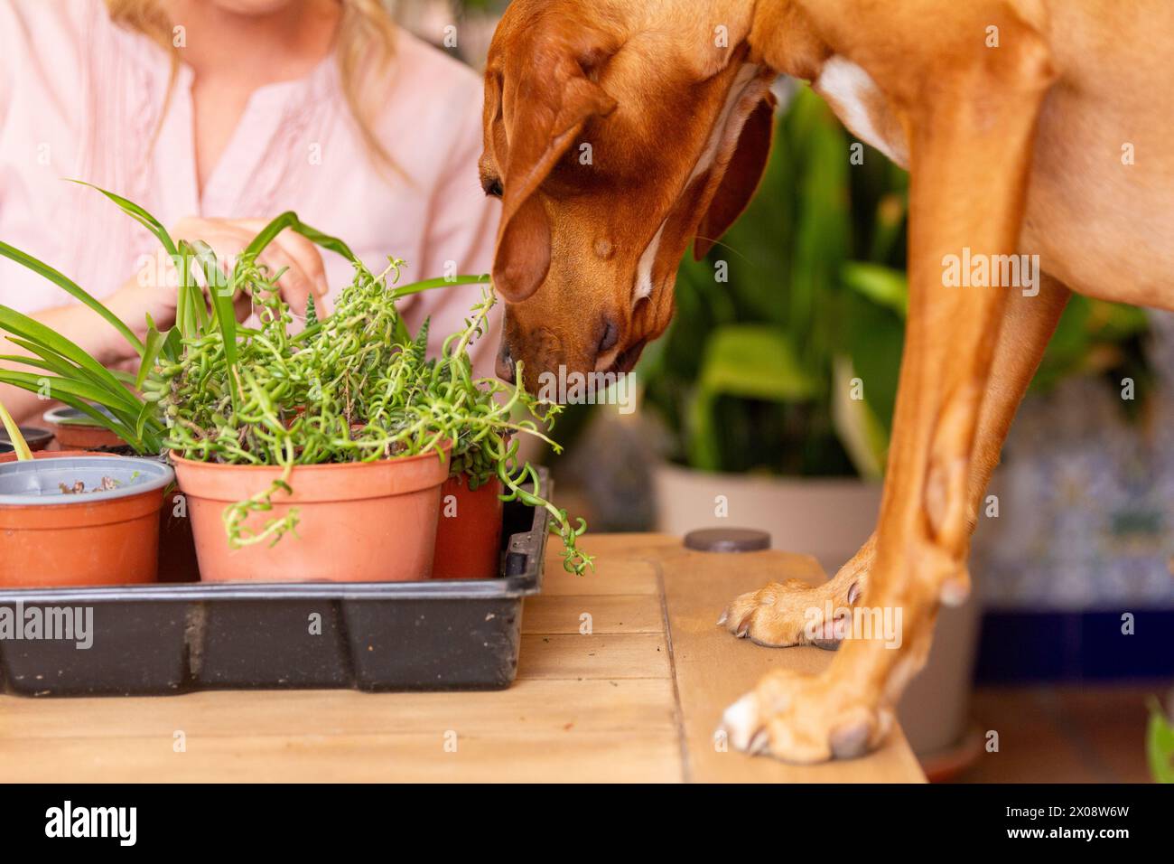 Un curioso cane bruno puzza le piante in vaso mentre il proprietario lavora sullo sfondo. Foto Stock