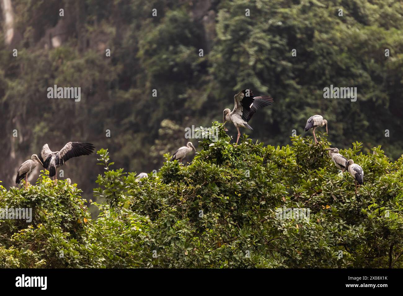 Aironi arroccati in cima a una vegetazione lussureggiante nella ricca biodiversità del paesaggio del Vietnam, con uno che spalanca le ali in un momento di bellezza naturale. Foto Stock