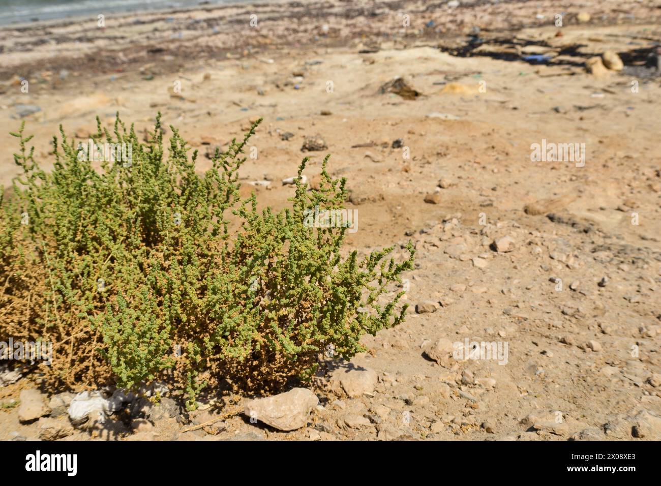 Pianta di erba del deserto in Qatar. Pianta del deserto Cornulaca monacantha Delile Foto Stock