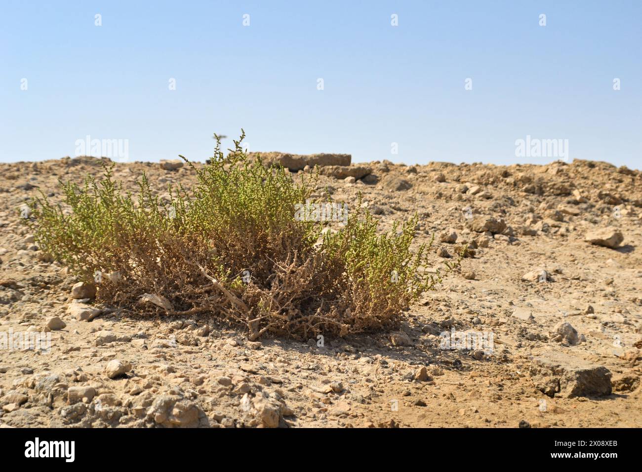 Pianta di erba del deserto in Qatar. Pianta del deserto Cornulaca monacantha Delile Foto Stock