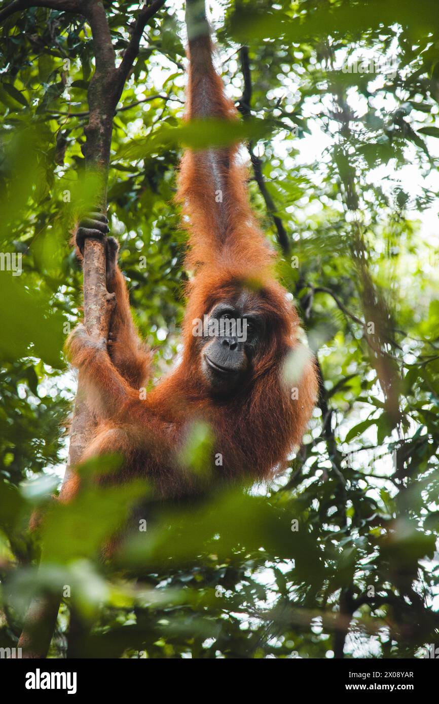 Una foto accattivante di un orangutan selvaggio appeso a un albero nei lussureggianti paesaggi dell'Indonesia, che mostra la fauna selvatica naturale Foto Stock