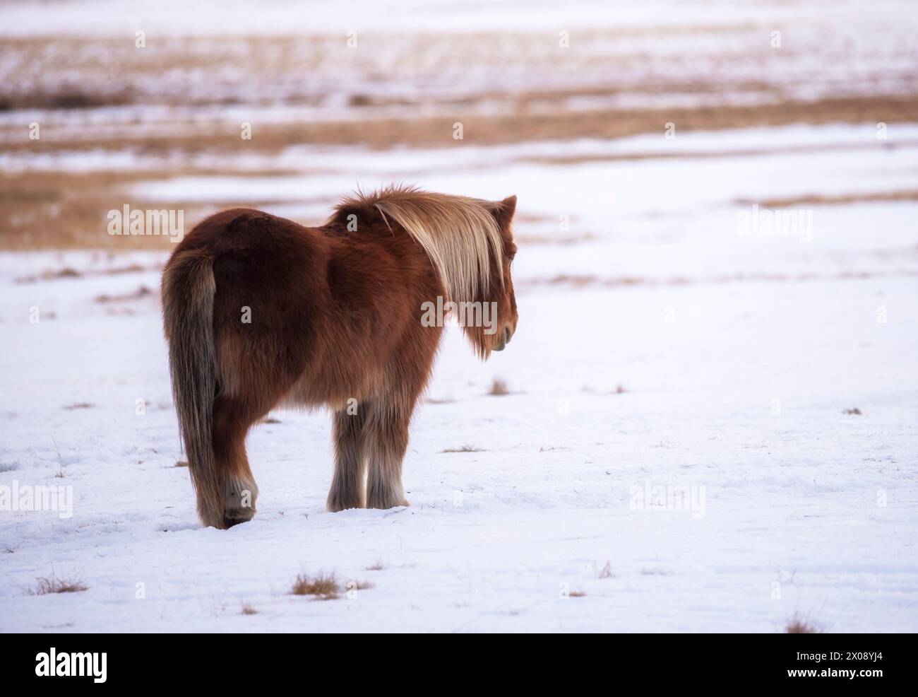 Un solitario cavallo islandese si erge in un campo innevato con la sua criniera che soffia nella brezza fredda, incarnando il sereno paesaggio invernale dell'Islanda Foto Stock