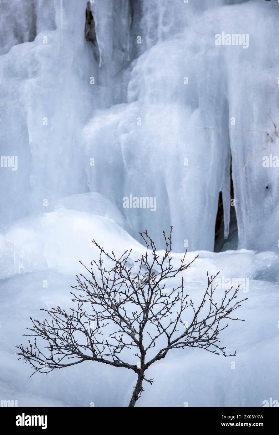 Un albero solitario si erge in netto contrasto con le spettacolari formazioni di ghiaccio sullo sfondo, evidenziando la bellezza ghiacciata dell'Islanda Foto Stock