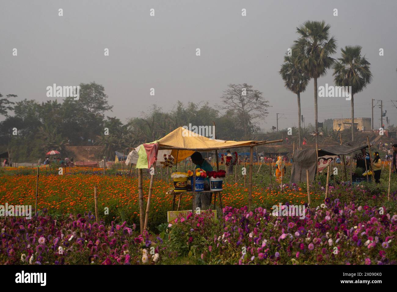 Khirai, Bengala Occidentale, India - 23.01.23 : stalla di vendita di fiori al giardino di fiori di aster in piena fioritura. Enorme coltivazione di fiori da esportare. Foto Stock
