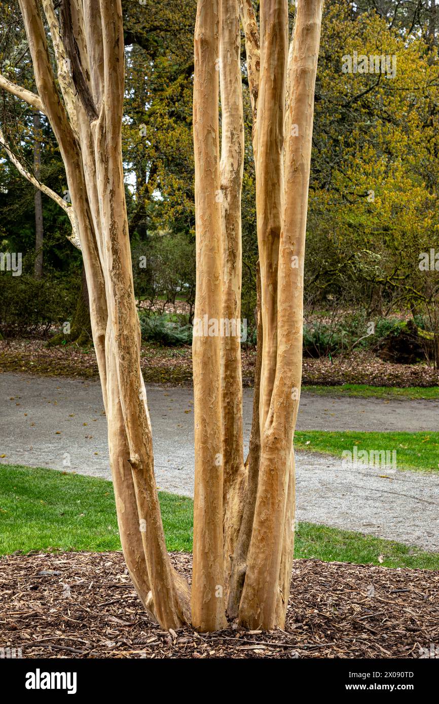 WA25142-00...WASHINGTON - tronchi di alberi multipli di un mirto Moskogee Crape situato sul sentiero pedonale Azalea Way nel Washington Park Arboretum a Seatt Foto Stock
