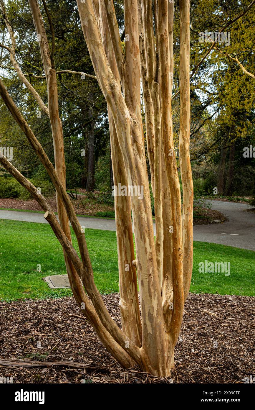 WA25143-00...WASHINGTON - tronchi di alberi multipli di un mirto Moskogee Crape situato sul sentiero pedonale Azalea Way nel Washington Park Arboretum a Seatt Foto Stock