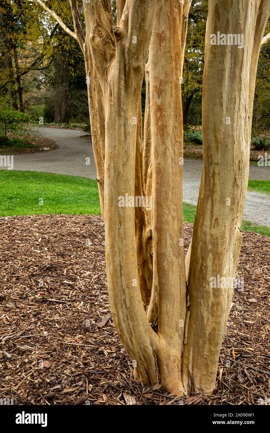 WA25144-00...WASHINGTON - tronchi di alberi multipli di un mirto Moskogee Crape situato sul sentiero pedonale Azalea Way nel Washington Park Arboretum a Seatt Foto Stock
