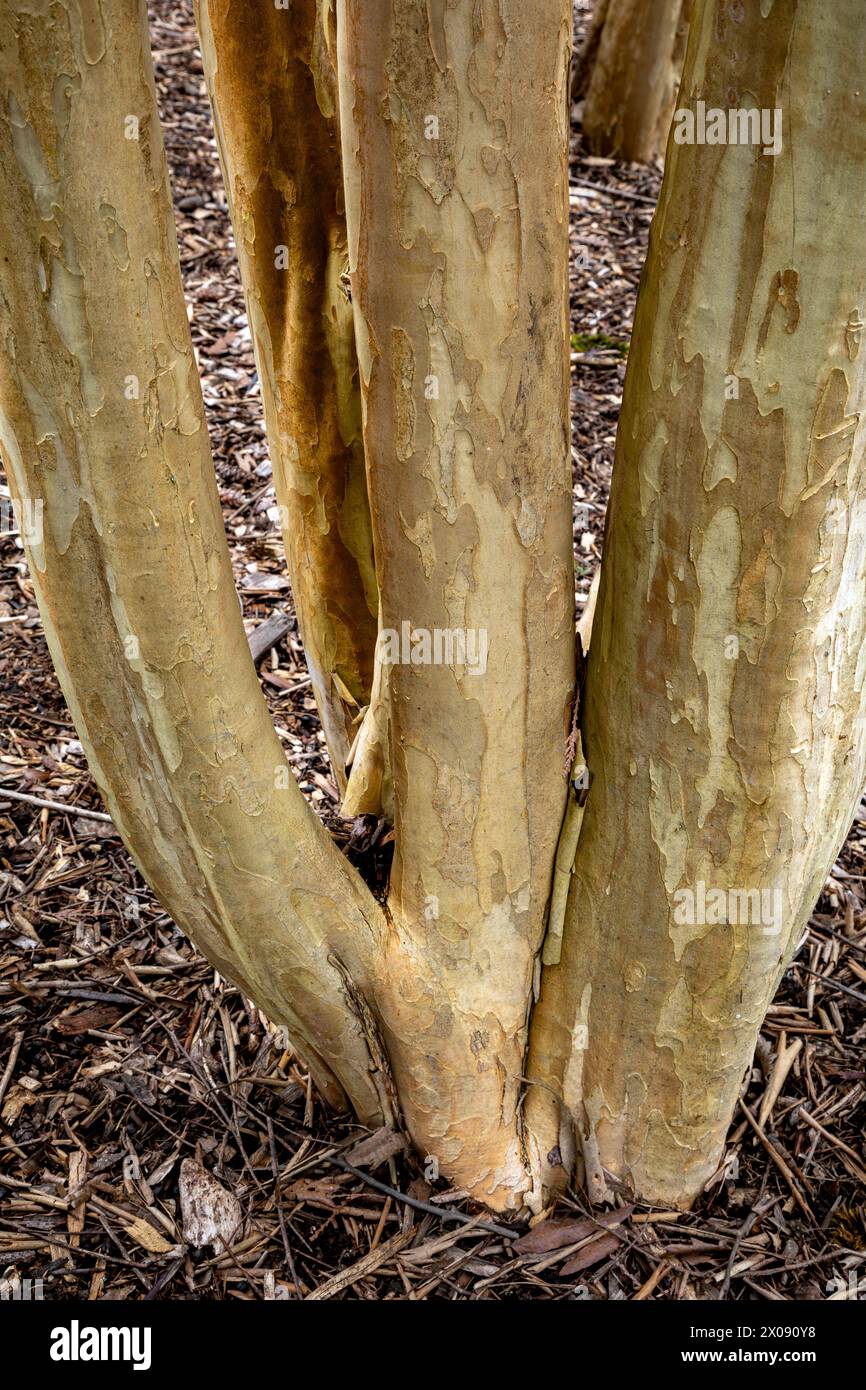 WA25146-00...WASHINGTON - tronchi di alberi multipli di un mirto Moskogee Crape situato sul sentiero pedonale Azalea Way nel Washington Park Arboretum a Seatt Foto Stock