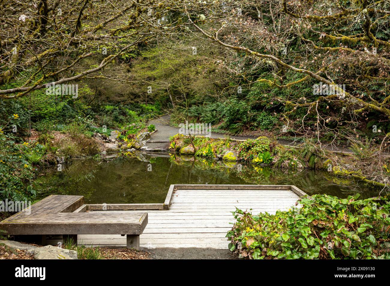 WA25153-00...WASHINGTON - piccolo laghetto con cavolo Skunk in fiore nell'area Woodland Garden del Washington Park Arboretum a Seattle. Foto Stock