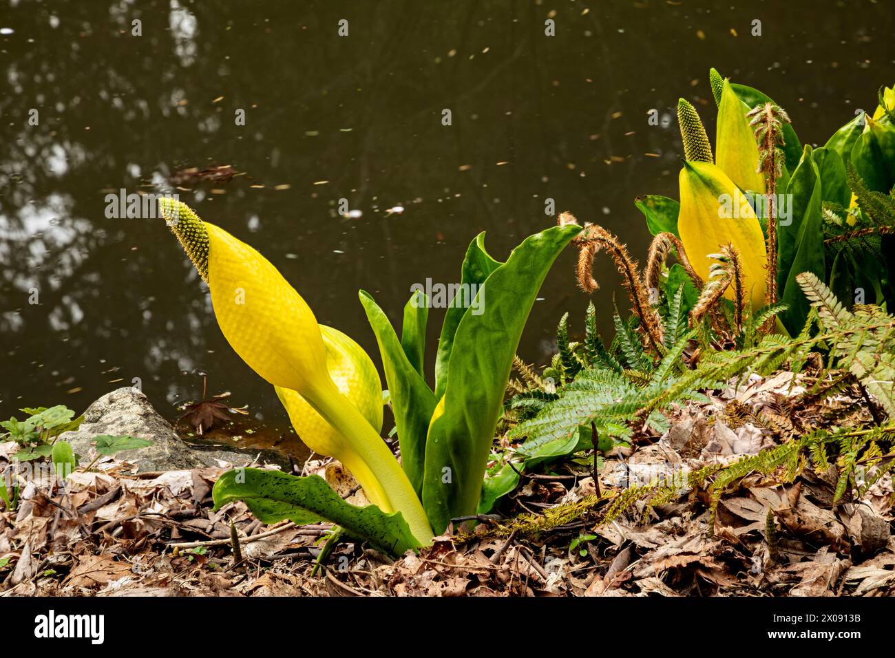 WA25155-00...WASHINGTON - piccolo laghetto con cavolo Skunk in fiore nell'area di Woodland Gardin del Washington Park Arboretum a Seattle. Foto Stock