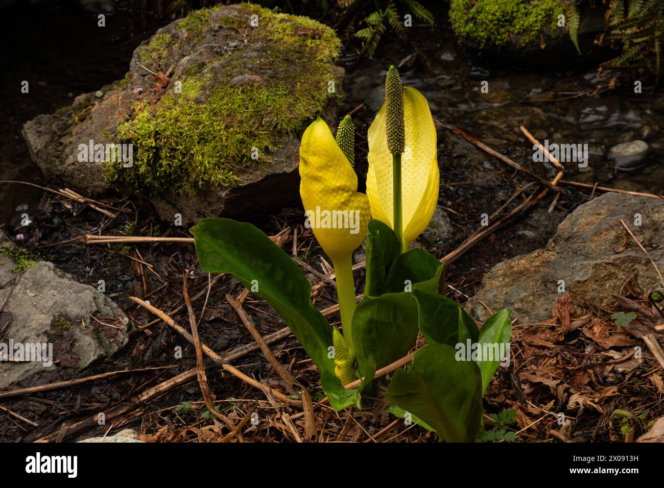 WA25156-00...WASHINGTON - piccolo torrente con Skunk Cabbage in fiore nell'area Woodland Gardin del Washington Park Arboretum a Seattle. Foto Stock