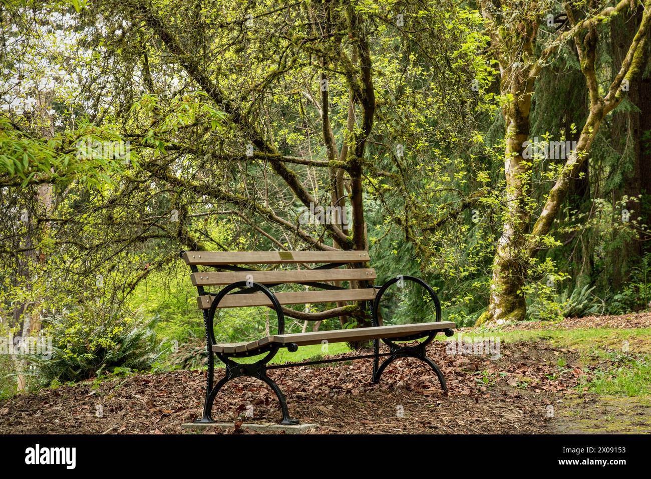 WA25157-00...WASHINGTON - Springtime all'arboreto Washington Park di Seattle. Foto Stock