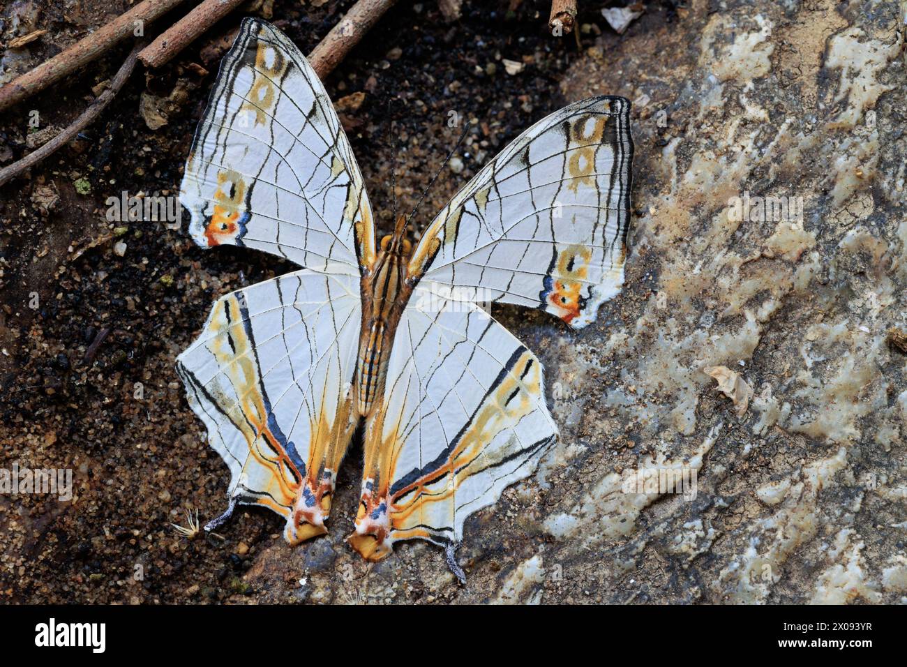 La farfalla Common Mapwing (Cyrestis thyodamas) si trova su un terreno di roccia granitica, in Thailandia Foto Stock