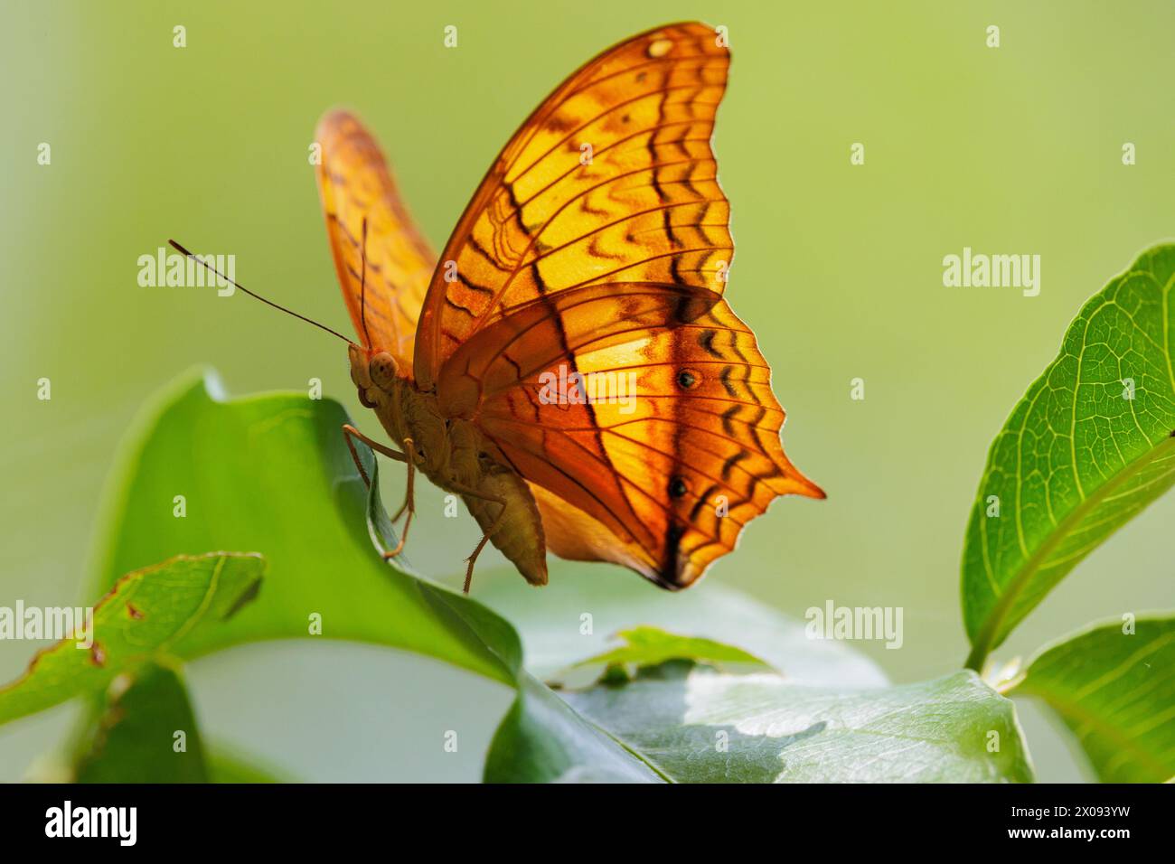 La farfalla Common Cruiser, Vindula erota, in piedi su una foglia con la luce del sole che attraversa le ali, Thailandia. Foto Stock