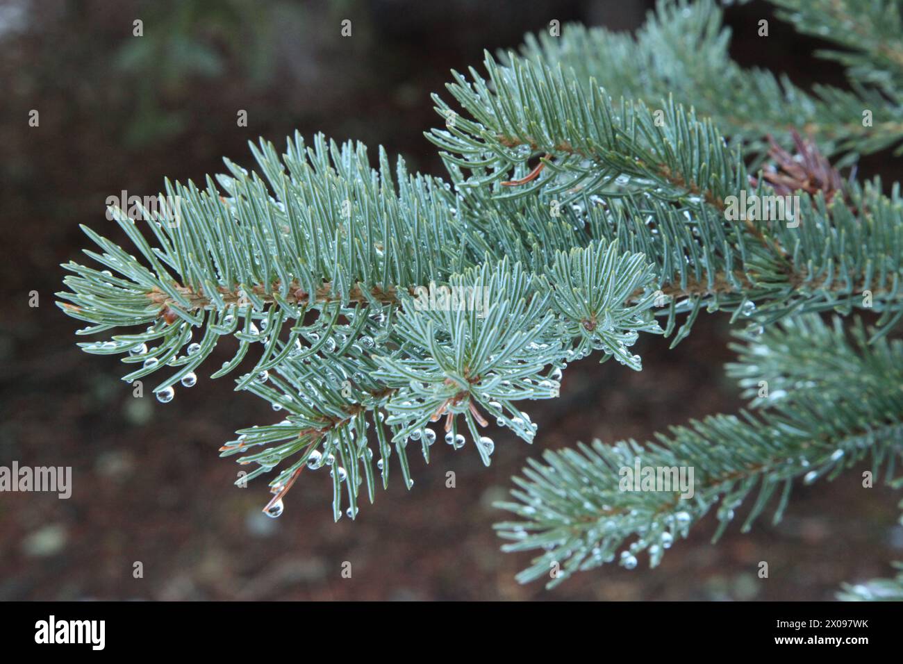 Primo piano degli aghi dell'abete rosso Engelmann (Picea engelmannii) con gocce d'acqua nei Monti Beartooth, Montana Foto Stock