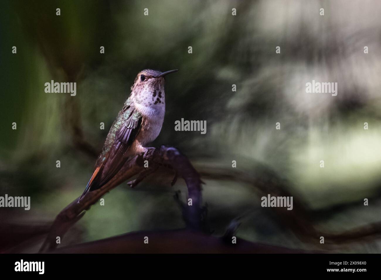 Un colibrì è arroccato su un ramo all'ombra. L'uccello è marrone e verde e sta guardando la telecamera. L'immagine ha un tranquillo e sereno m Foto Stock