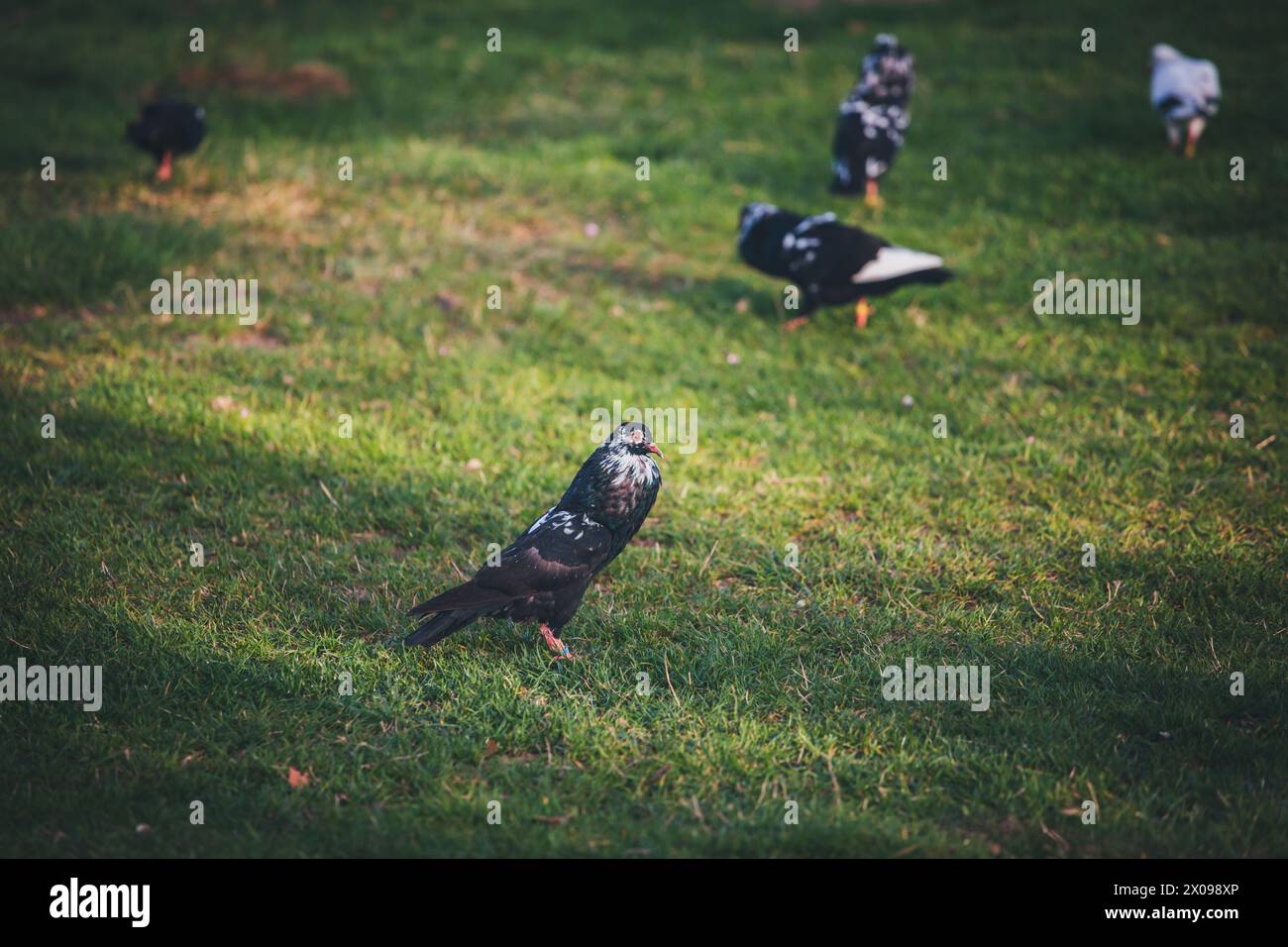 Waldviertler Kröpfer (Waldviertel Cropper Pigeon), Waldviertler Schecken, Schwarzschecken - una vecchia razza di piccione proveniente dal nord dell'Austria Foto Stock