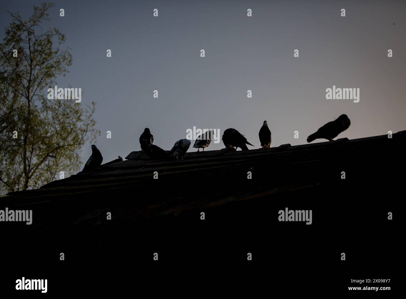 Waldviertler Kröpfer (Waldviertel Cropper Pigeon), Waldviertler Schecken, Schwarzschecken - una vecchia razza di piccione proveniente dal nord dell'Austria Foto Stock