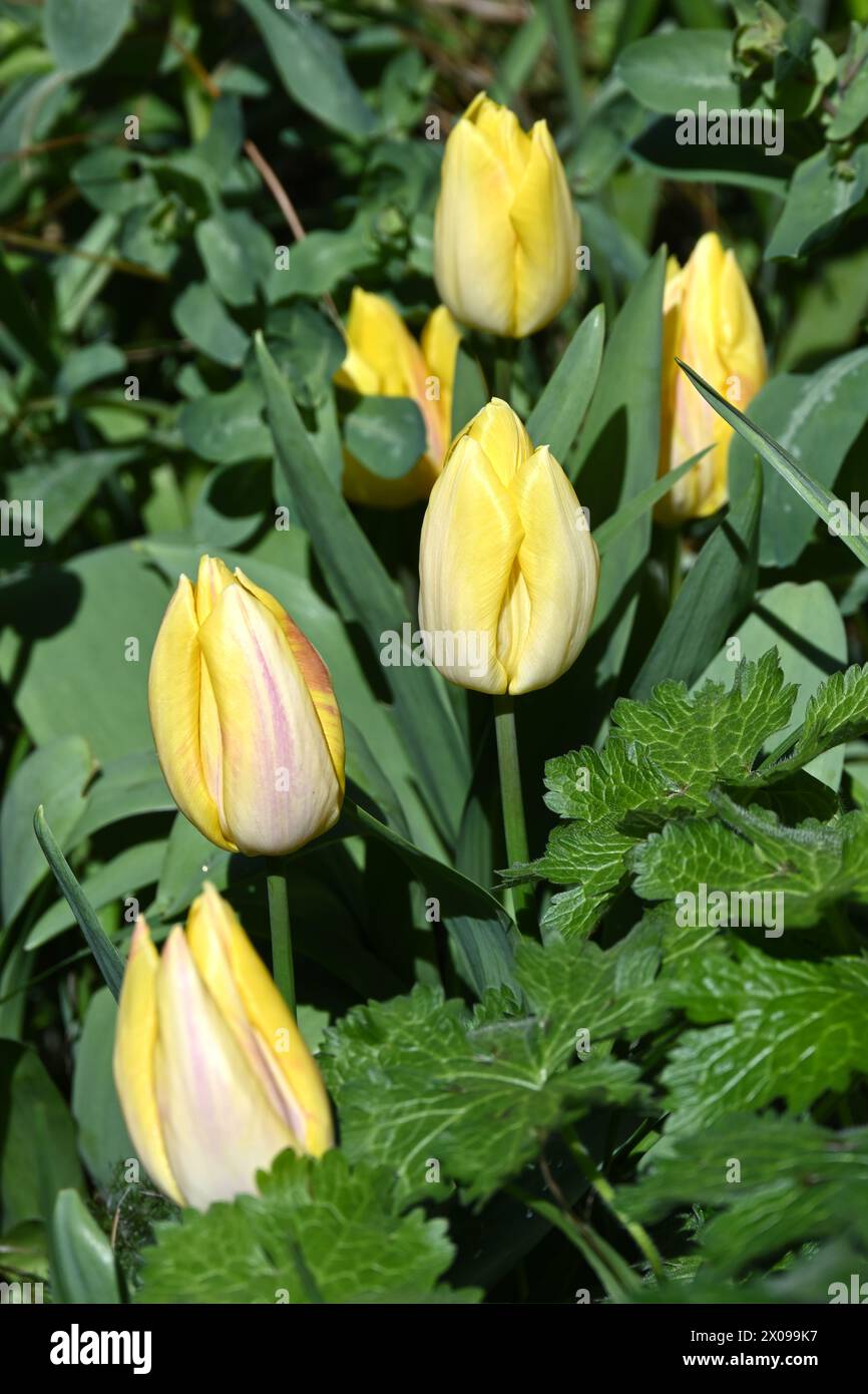 Fiori primaverili gialli di tulipani, tulipa Triumph 'Yokohama' che cresce nella marcia dei giardini del Regno Unito Foto Stock