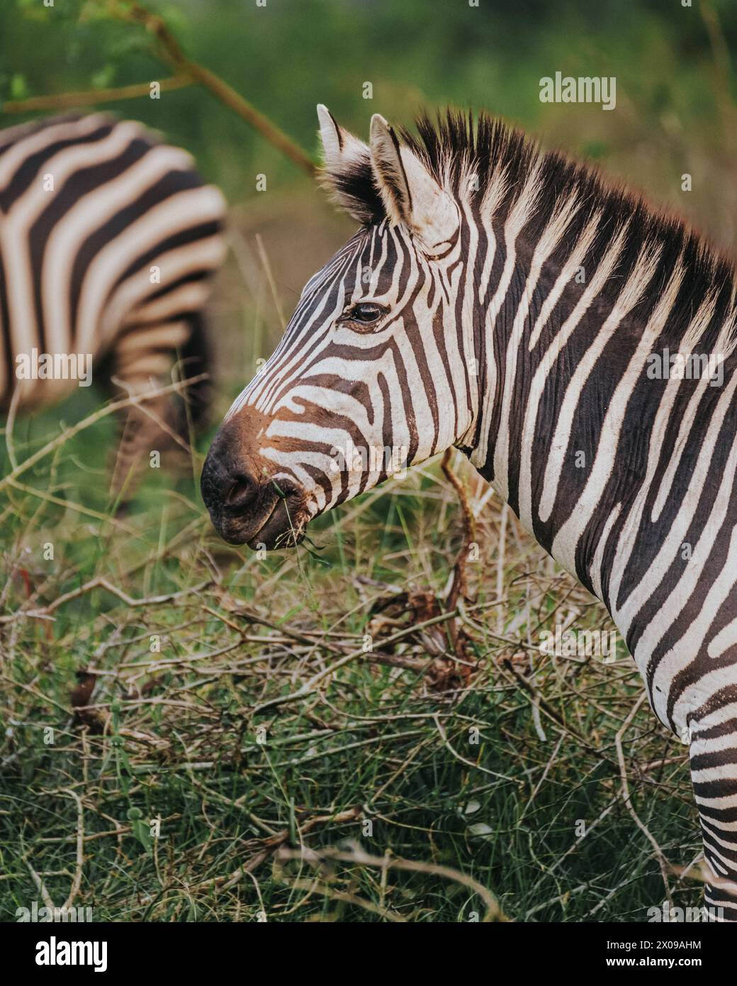 Ritratto di Zebra in Uganda Foto Stock
