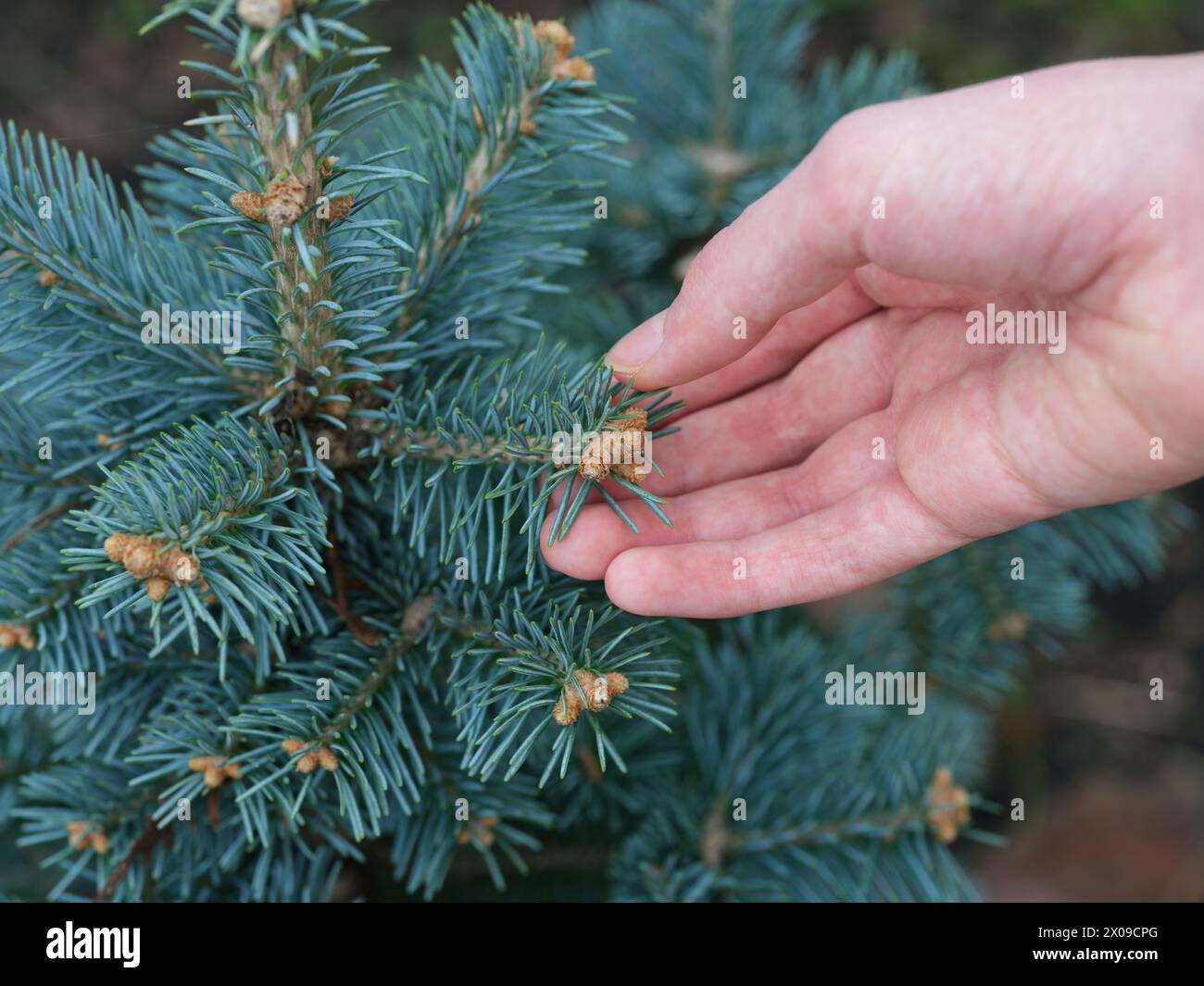 Un uomo che detiene il ramo di un abies lasiocarpa compacta. Primo piano. Foto Stock