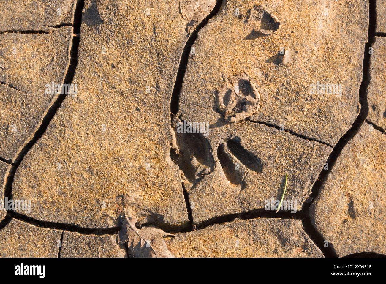 Tracce di un cervo in fango secco e incrinato Foto Stock