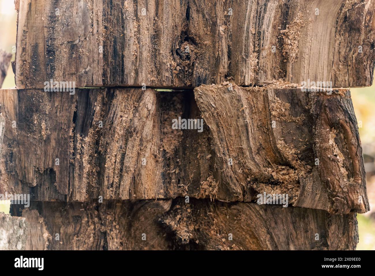 Dopo la pulizia del parco, rimane il nucleo degli alberi abbattuti, mostrando una debole struttura in legno con una consistenza distinta, che forma un albero pittoresco Foto Stock