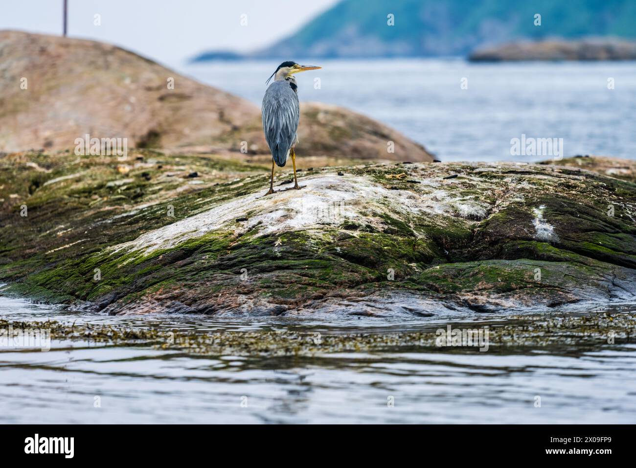 L'airone grigio Ardea cinerea si erge su una roccia vicino al mare Foto Stock