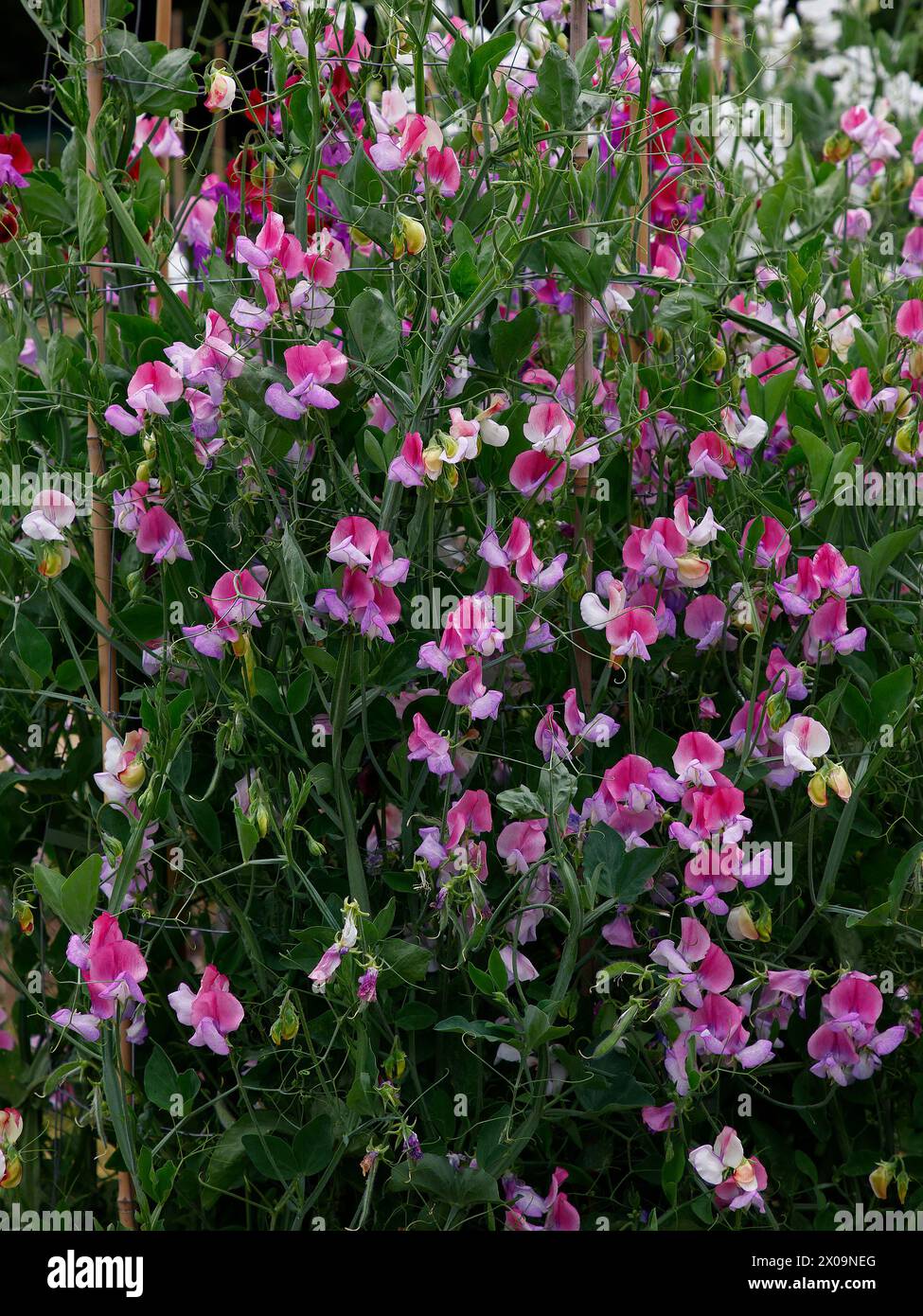 Primo piano dei fiori variegati rosa, bianco e viola dell'annuale pianta d'arrampicata del giardino, lathyrus odoratus fuoco e ghiaccio. Foto Stock