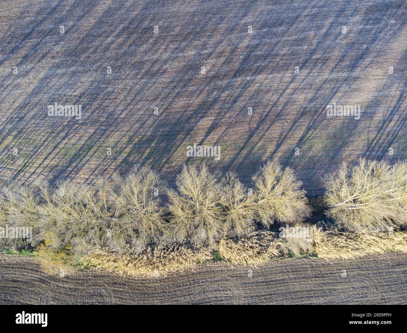 Il sole tramonta sulle terre agricole ombre di alberi (pioppi) Foto Stock