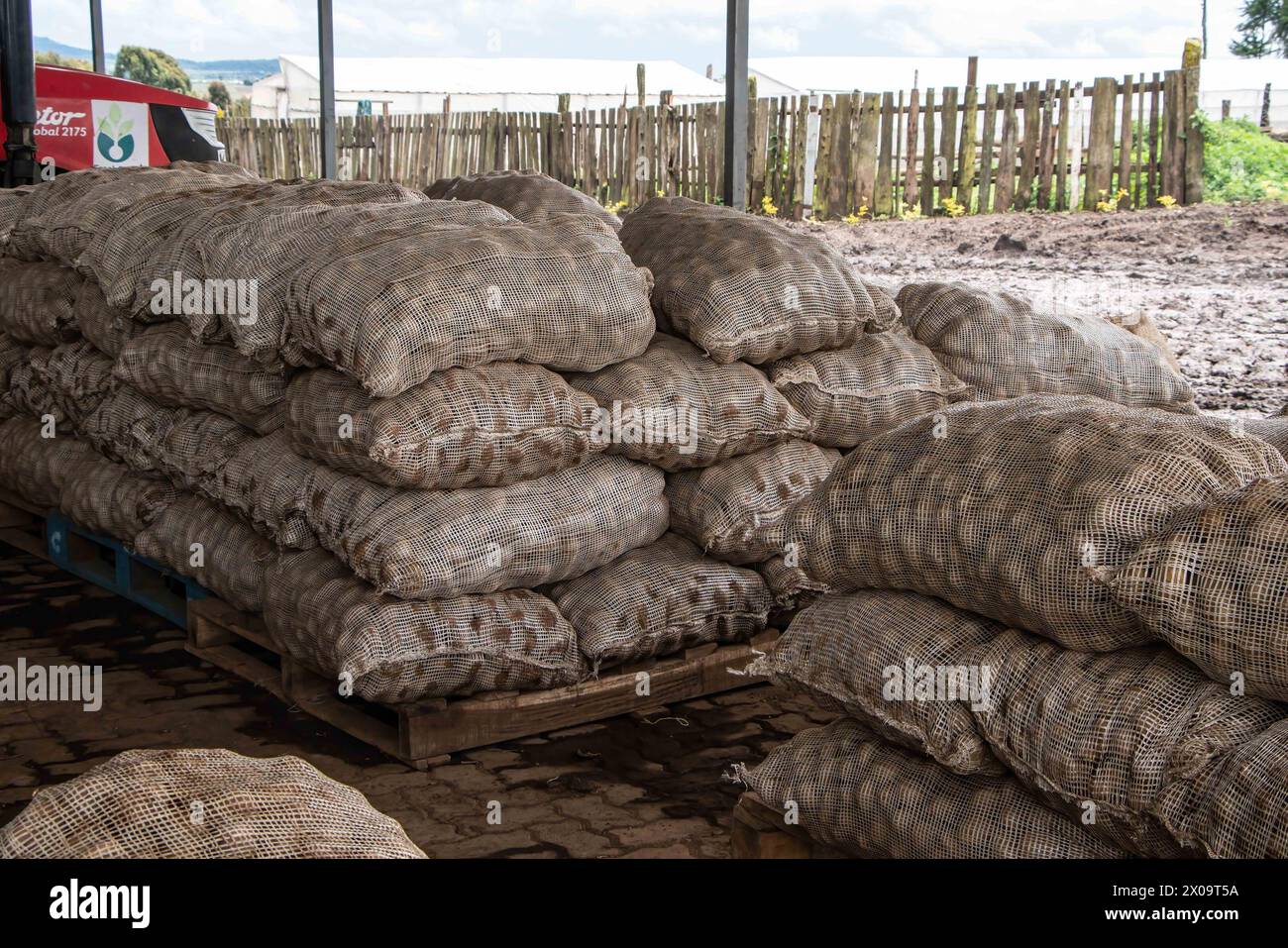 Nakuru, Kenya. 09 aprile 2024. Sacchi di patate in un magazzino a Mau Narok, nella contea di Nakuru. Condizioni meteorologiche estreme stanno influenzando la coltivazione della patata. (Foto di James Wakibia/SOPA Images/Sipa USA) credito: SIPA USA/Alamy Live News Foto Stock