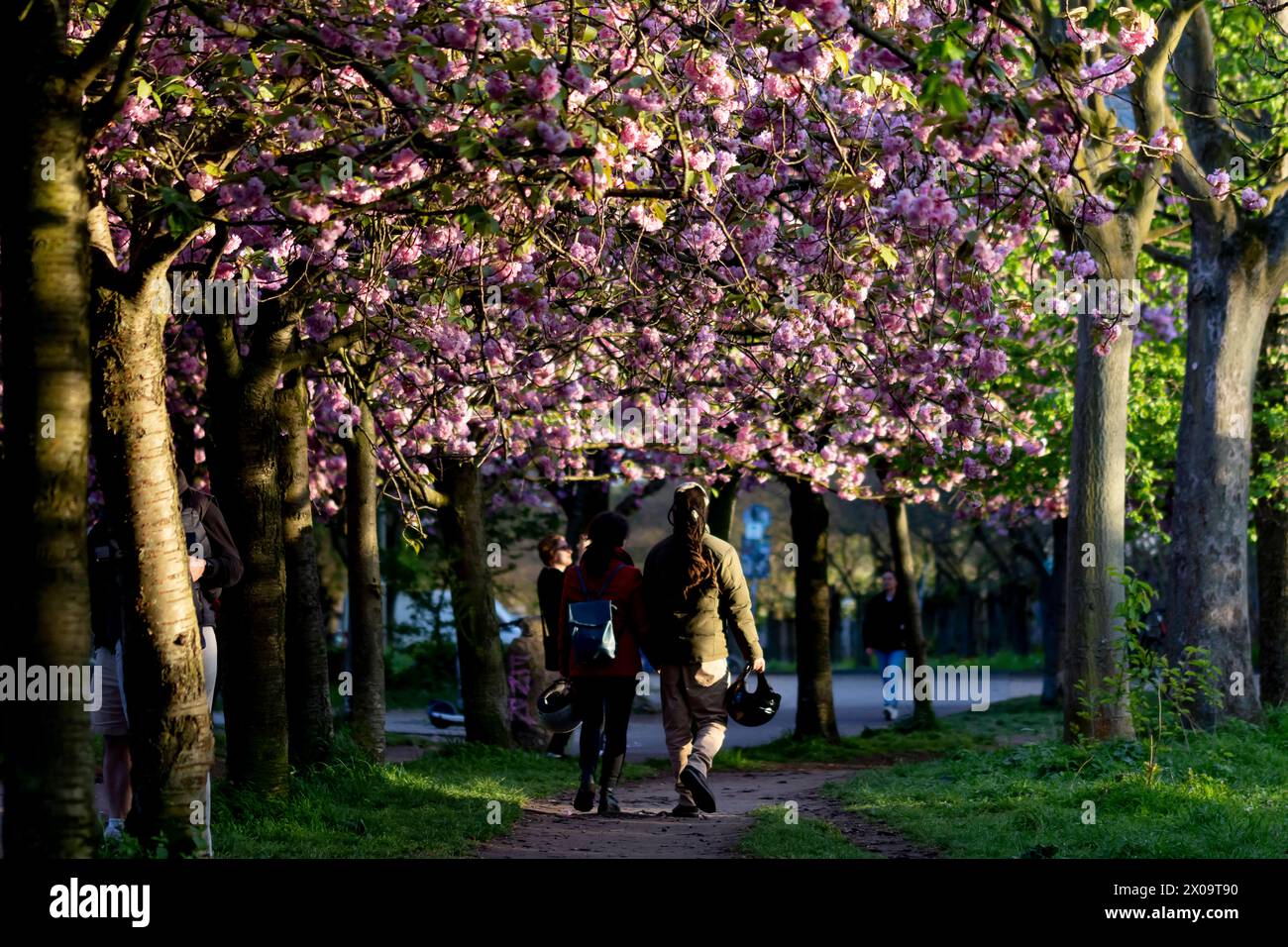 Kirschblüte Hanami Menschen bestaunen ore 10. Aprile 2024 Die Kirschblüte auf dem ehemaligen Mauerstreifen an der Norwegerstraße unweit der Bornholmer Straße a Berlino Prenzlauer Berg. Berlin Berlin Deutschland FH0A9448 *** la fioritura dei ciliegi Hanami si stupisce per la fioritura dei ciliegi del 10 aprile 2024 sull'ex muro di Norwegerstraße non lontano da Bornholmer Straße a Berlino Prenzlauer Berg Berlino Berlino Germania FH0A9448 Foto Stock