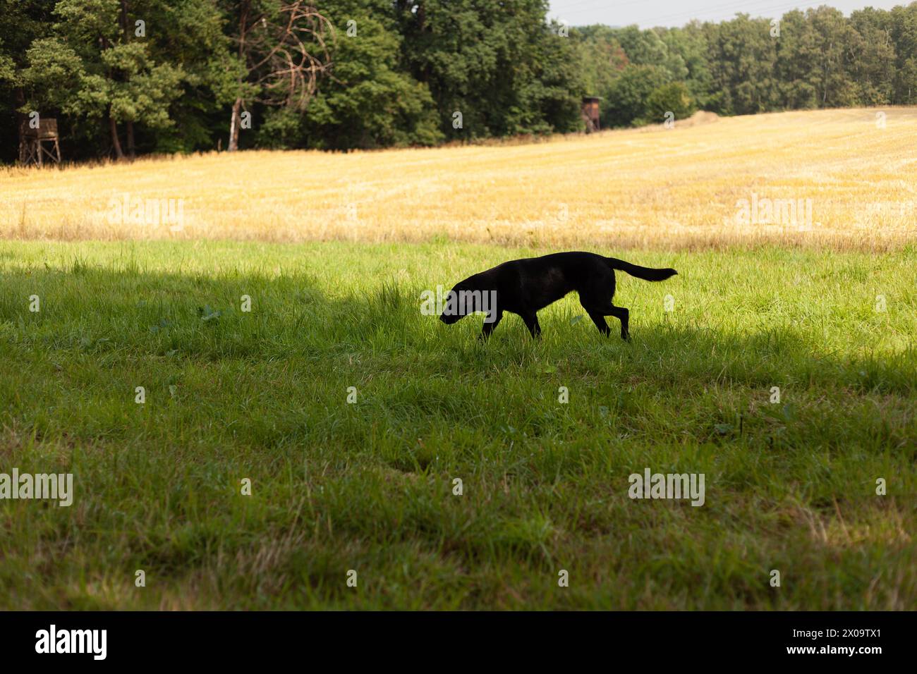 Natura dinamica ed energica di un Labrador nero che corre su un campo, godendo della libertà e dello spazio aperto della campagna rurale. Foto Stock